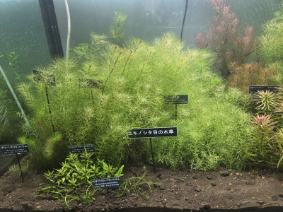 ユキノシタ目の水草